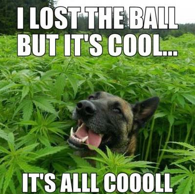 high-dog-lost-ball-its-all-cool.jpg